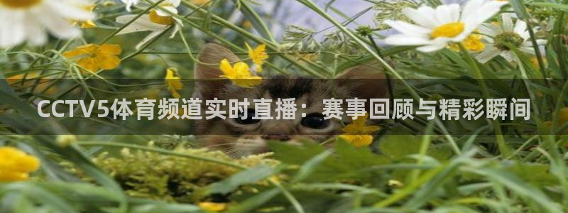 833足球直播在线观看：CCTV5体育频道实时直播：赛事回顾与精彩瞬间